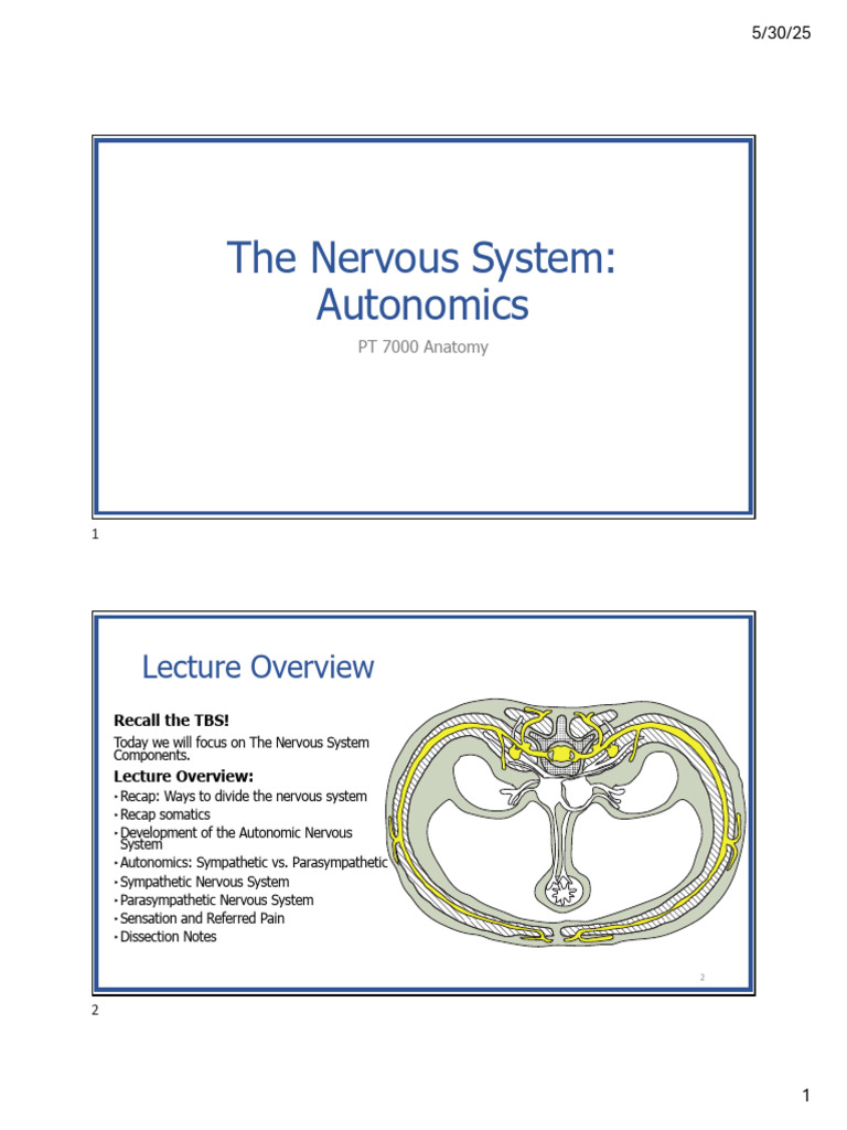 Autonomic Nervous System Overview | PDF | Autonomic Nervous System ...
