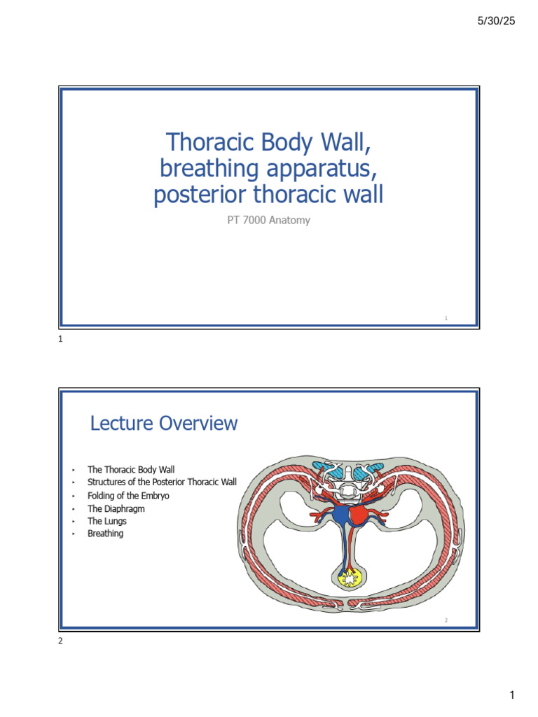Counting Ribs in Thoracic Anatomy | PDF | Thorax | Vertebra