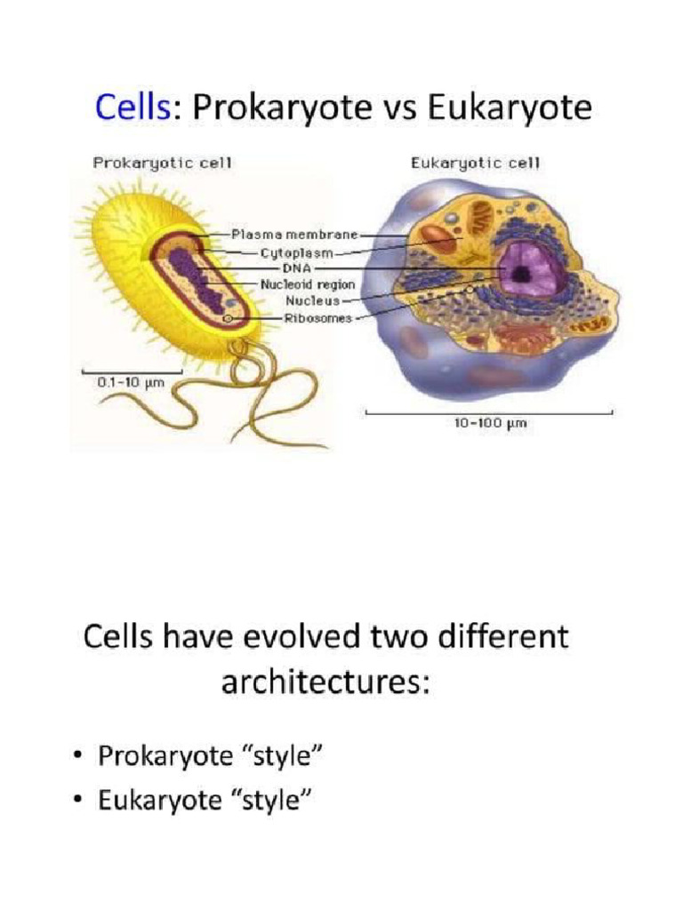 EUkaryotic and Prokaryotic | PDF