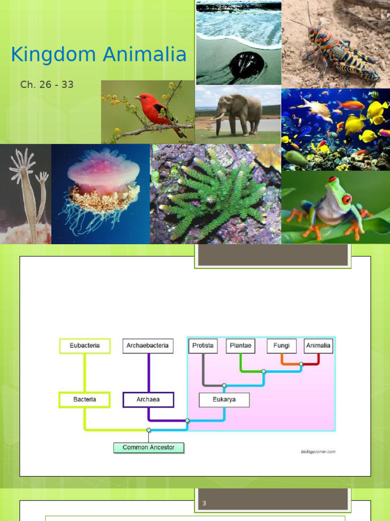10 - Intro To Animals | PDF | Anatomical Terms Of Location | Biology