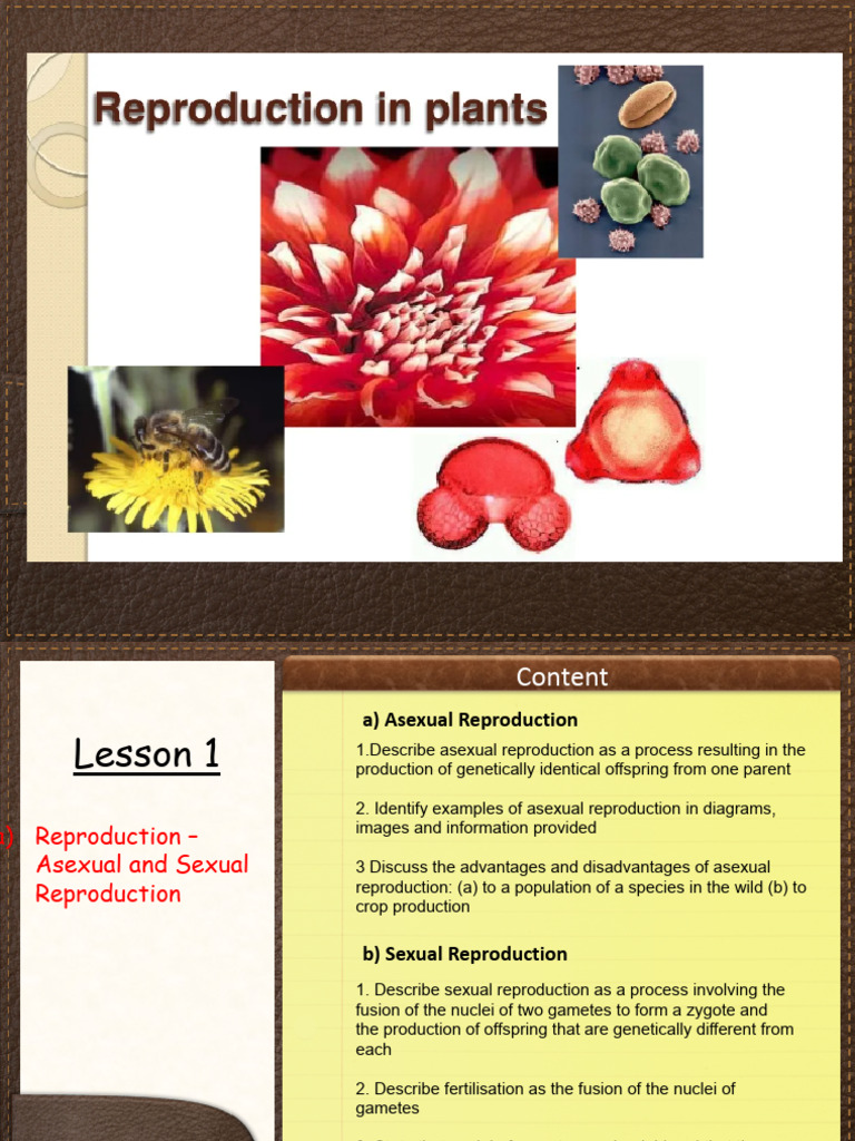 Asexual vs Sexual Reproduction Explained | PDF | Flowers | Sexual ...
