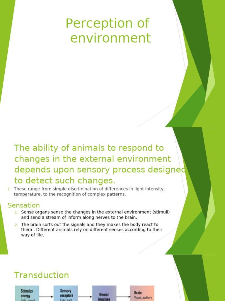 Animal Sensory Perception Mechanisms | PDF | Senses | Hearing