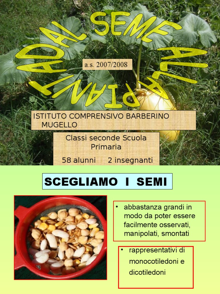 Dal Seme Alla Pianta Classe 2a Barberino | PDF, image size:768x1024