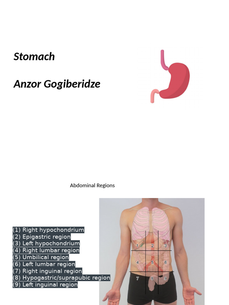 Anatomy and Functions of the Stomach | PDF | Stomach | Esophagus