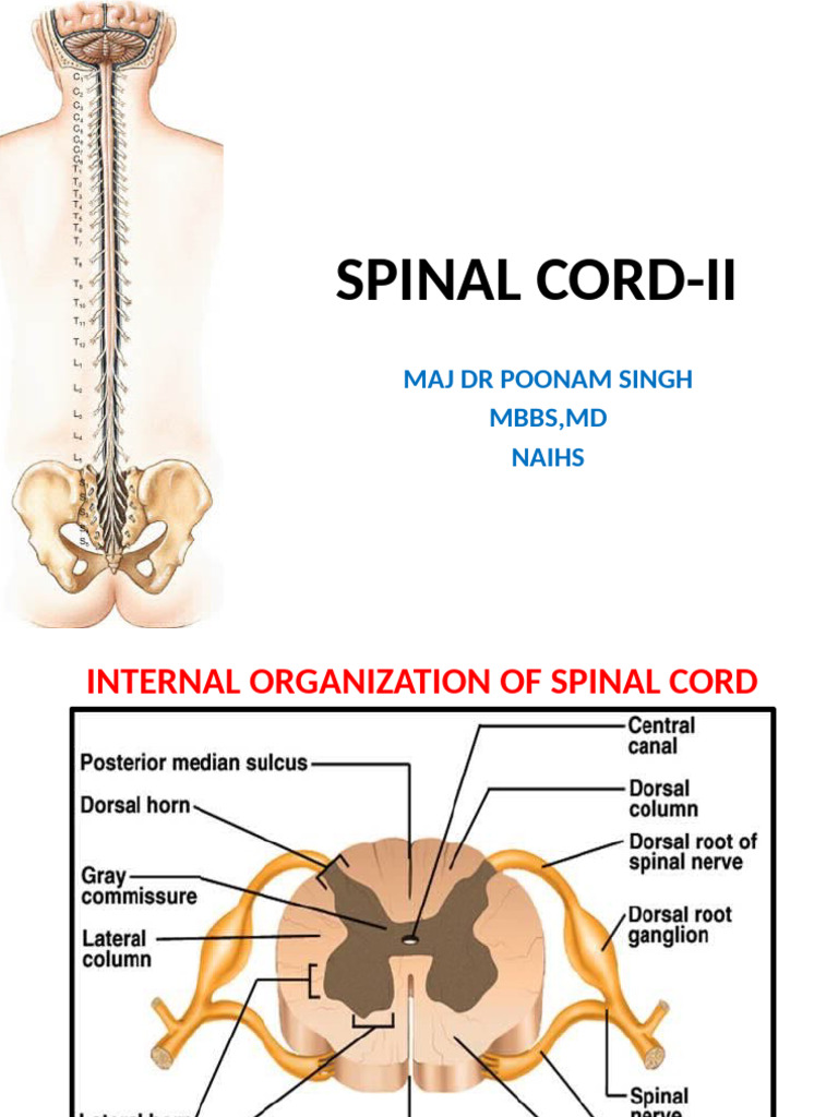 Spinal Cord Structure and Tracts Overview | PDF | Spinal Cord | Motor ...