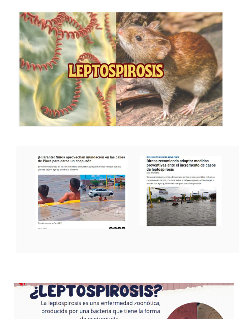 Curated visual reference: Curated Leptospiroscopy Infection Gallery View 47