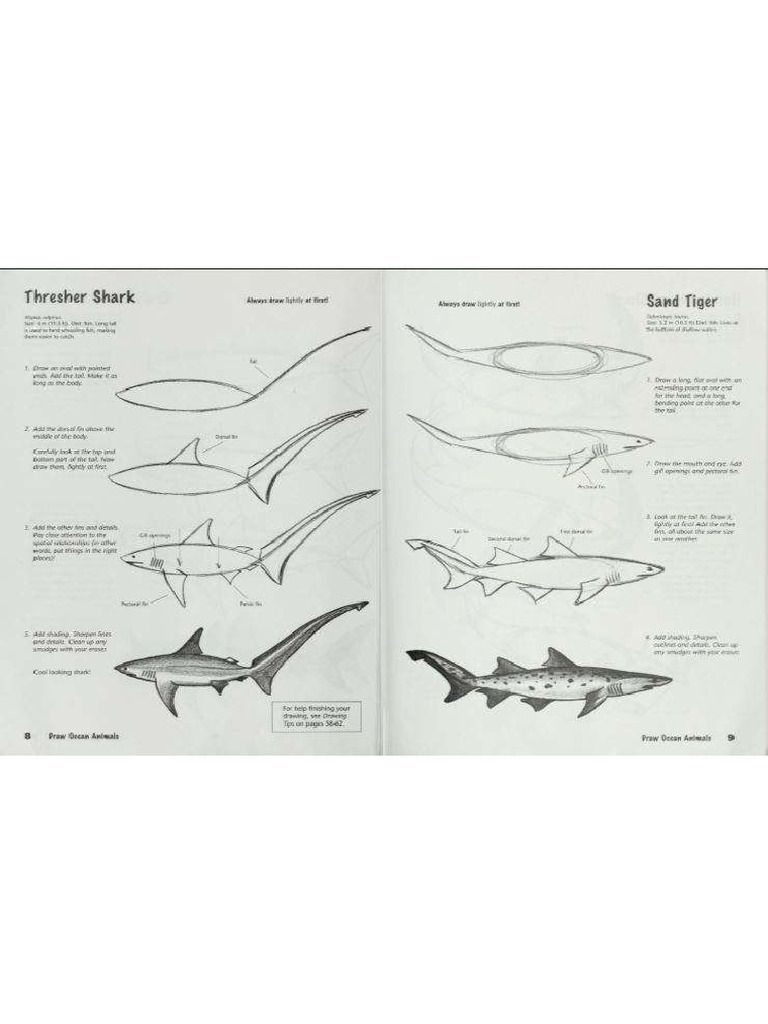 Another Shark | PDF