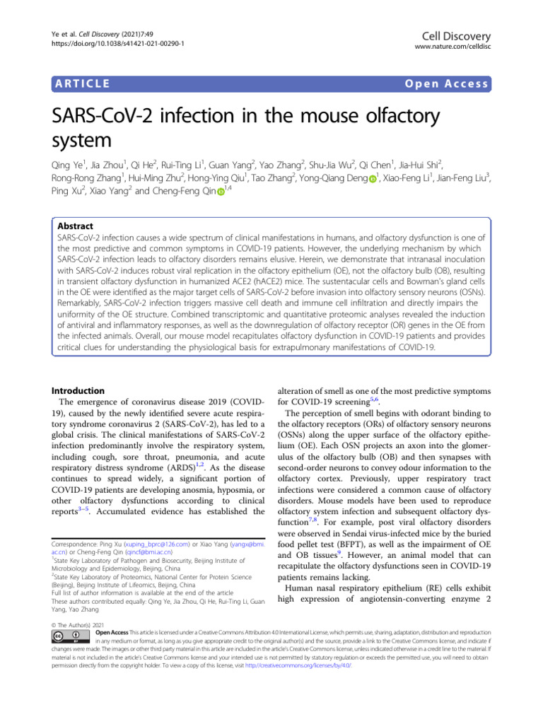 SARS-CoV-2 Effects on Mouse Olfactory System | PDF | Olfactory System ...