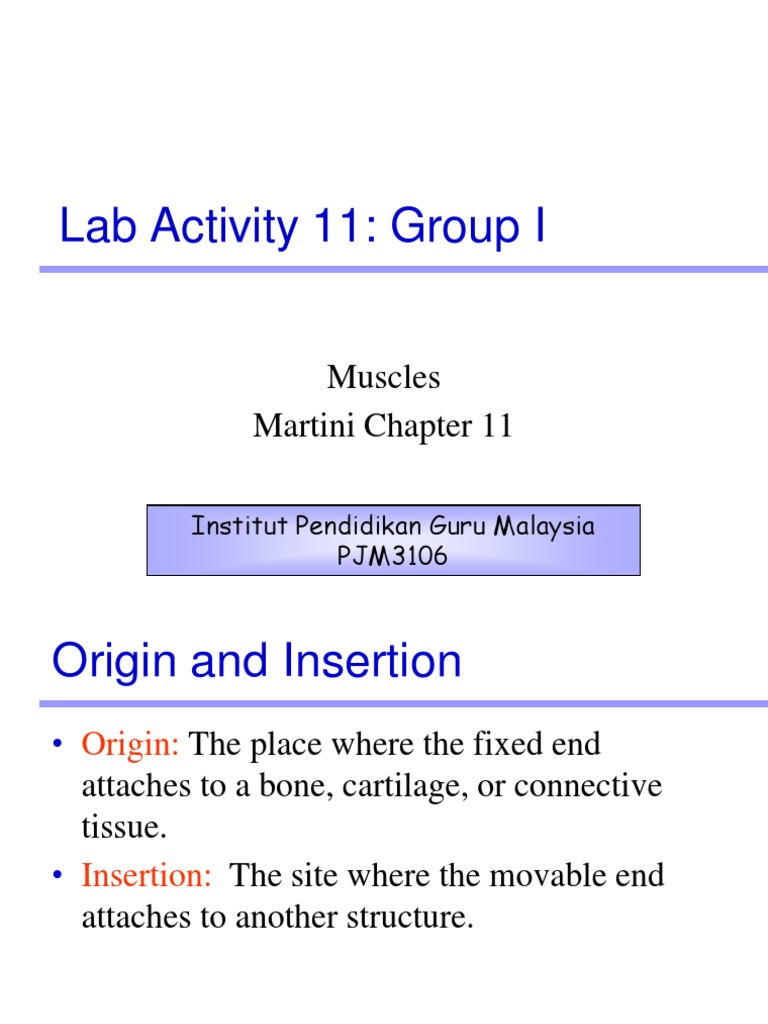 Lab Activity 11: Group I: Muscles Martini Chapter 11 | PDF | Wellness