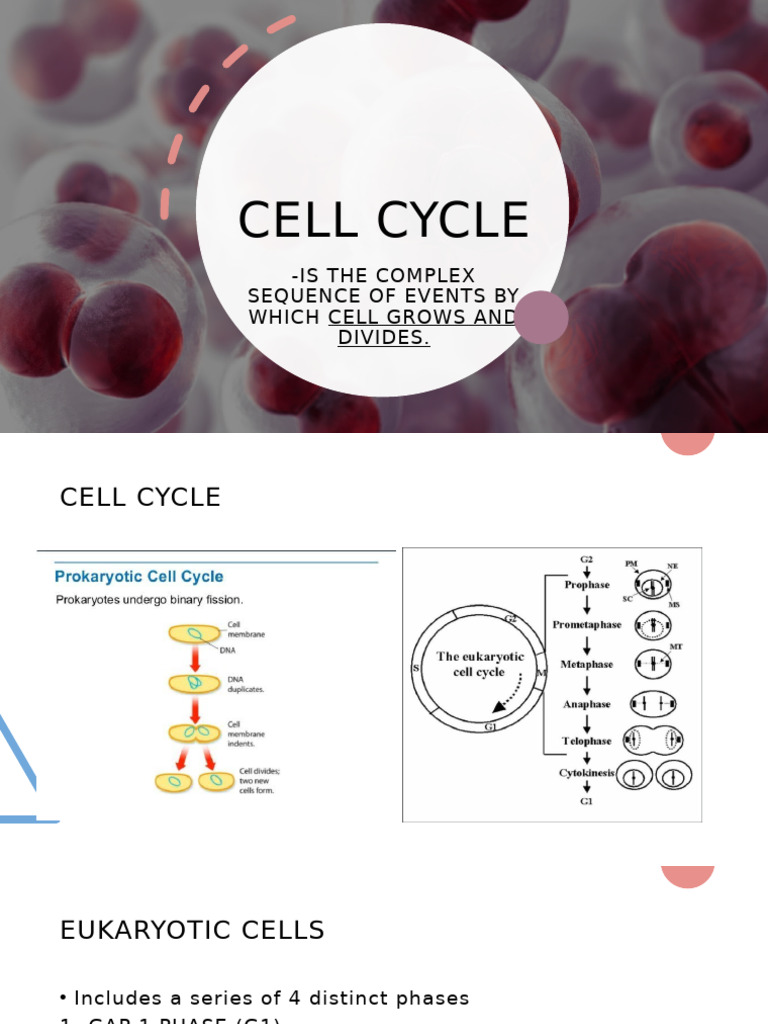 Overview of the Cell Cycle Phases | PDF