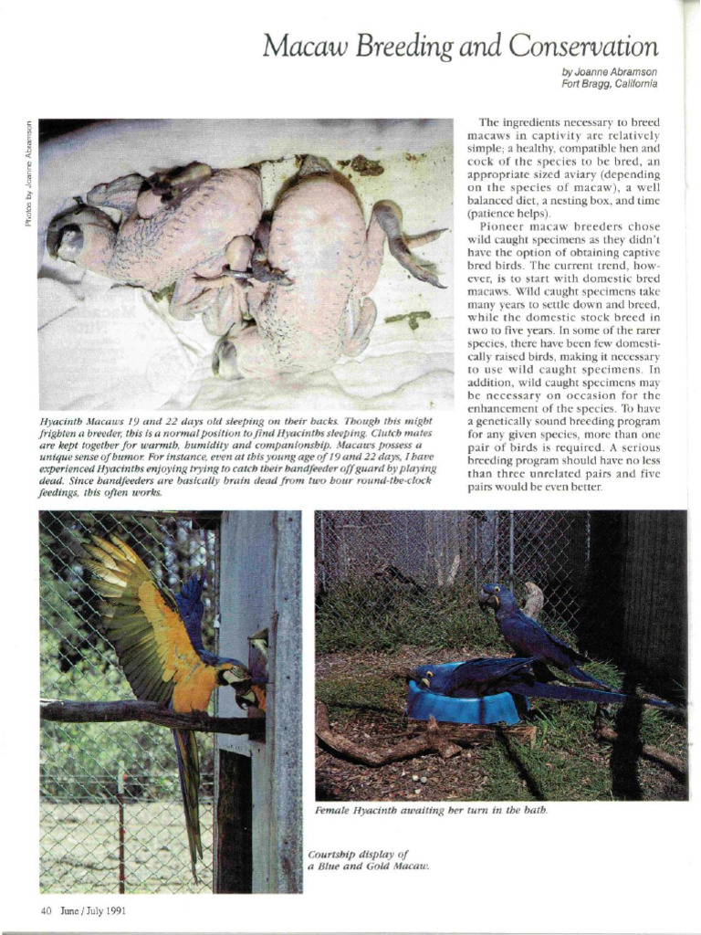 Macaw Breeding Essentials and Insights | PDF | Parrot | Ornithology