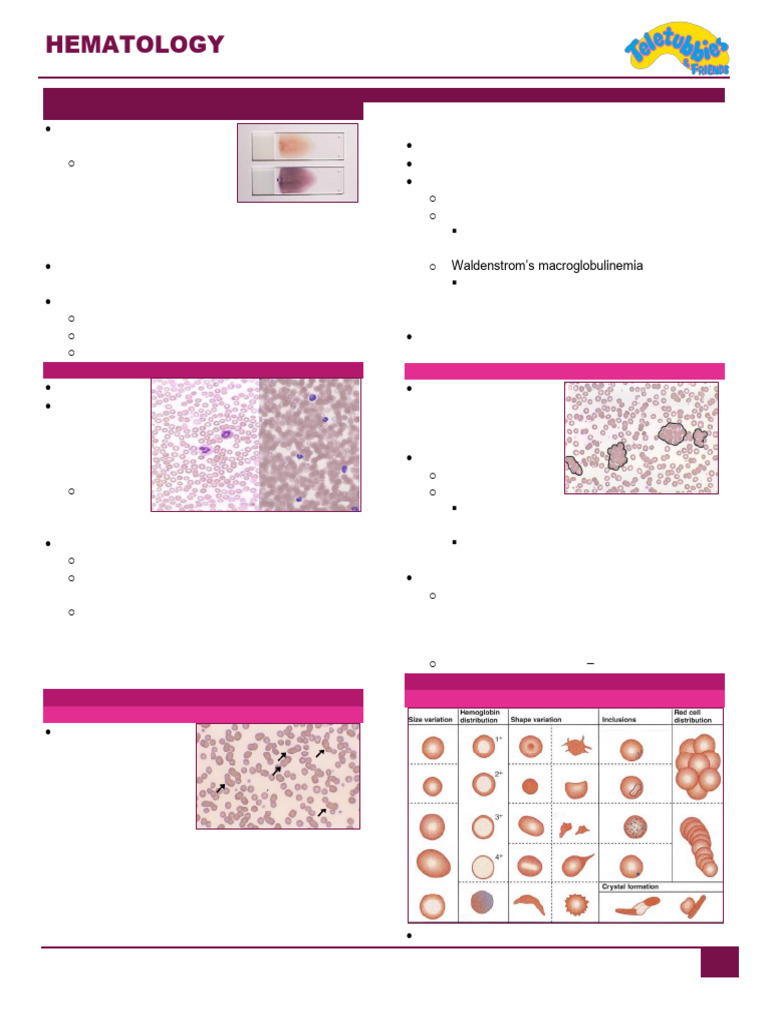 9.0 RBC Morphology | PDF | Anemia | Red Blood Cell