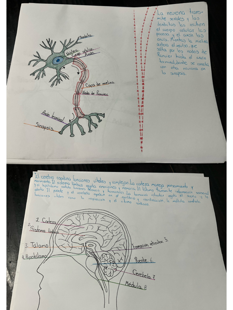 Tarea Laminas Bases. | PDF