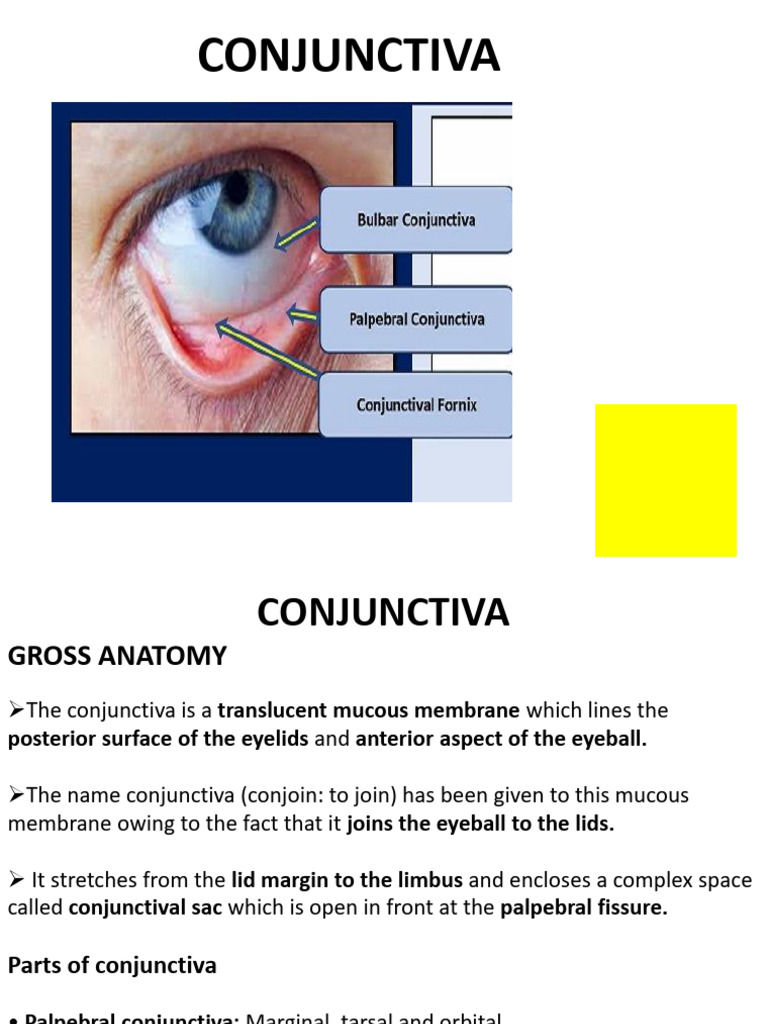Anatomy of the Conjunctival Sac | PDF | Epithelium | Anatomy
