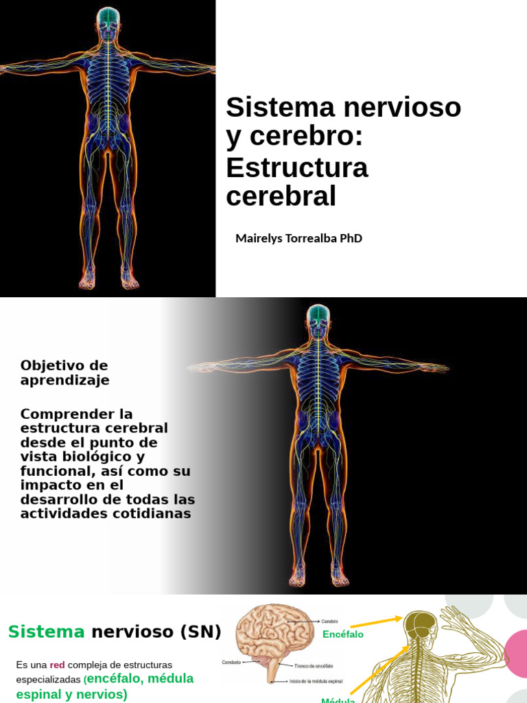Clase Sistema Nervioso y Cerebro | PDF | Cerebro | Sistema nervioso