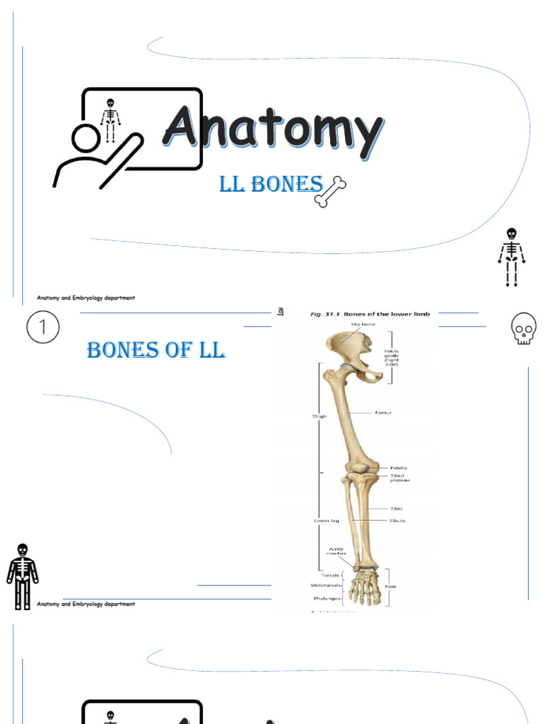 Lower Limb Anatomy Overview | PDF | Human Leg | Human Anatomy