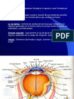 1.4 Anatomia Ojos (1)