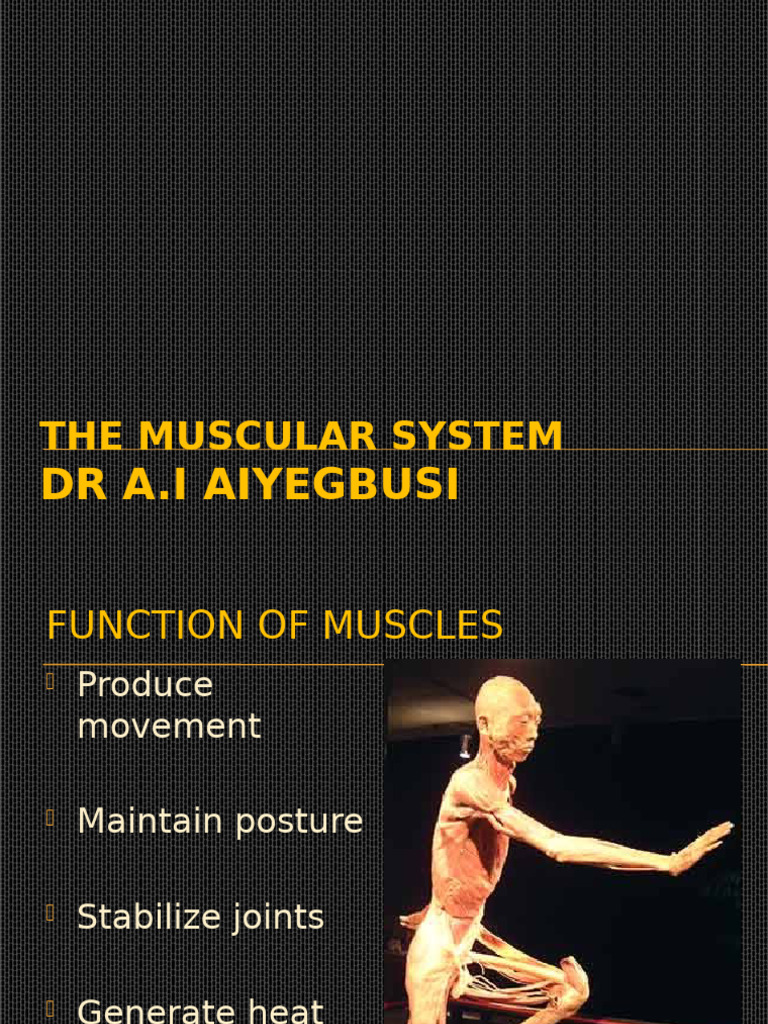 Understanding the Muscular System | PDF | Muscle Contraction | Skeletal ...