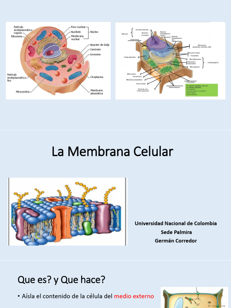 Funciones y Estructura de la Membrana Celular | PDF | Membrana celular ...