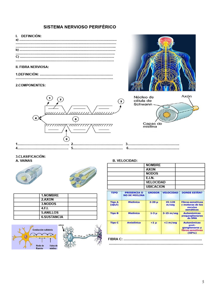 Sistema Nervioso Periférico: Definición y Estructura | PDF | Nervio ...