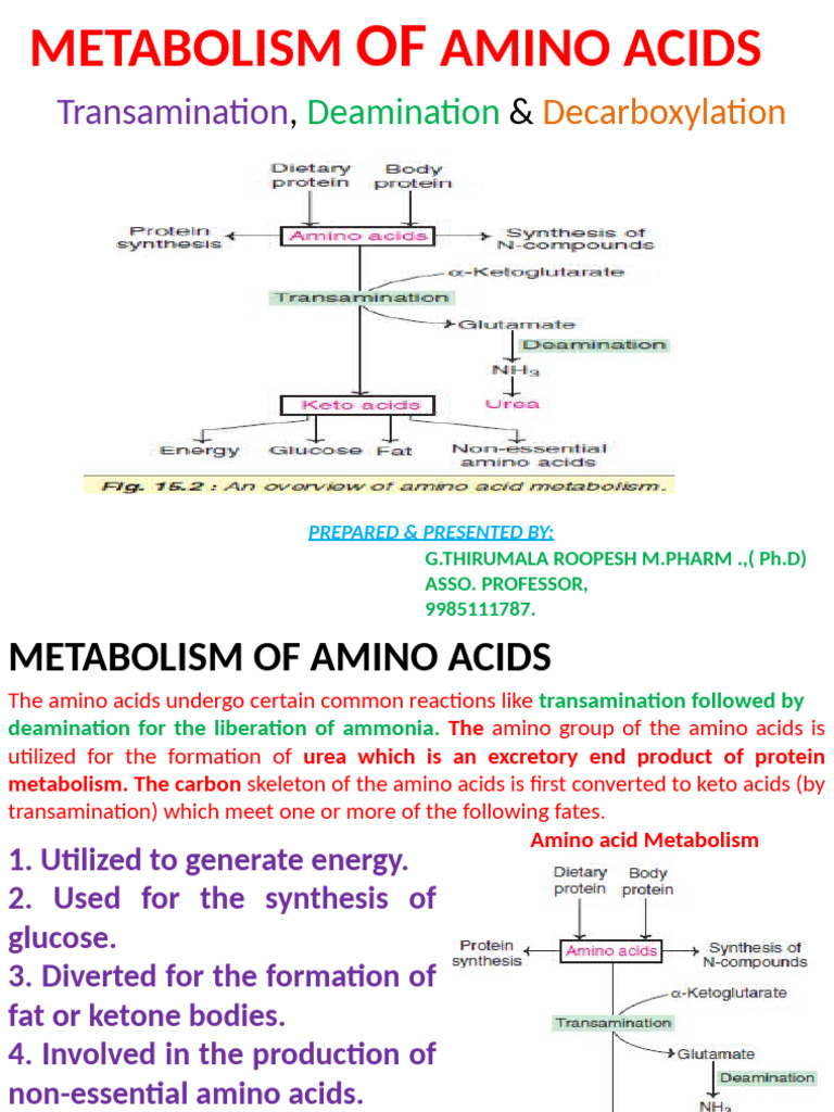 3 221018110055 3ecb3bf6 | PDF | Transaminase | Biosynthesis