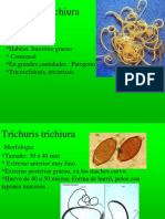 Trichuris Trichiura