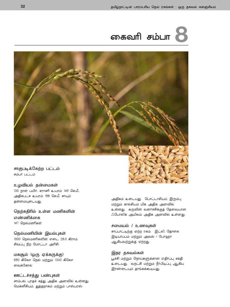 Rice 4 | PDF