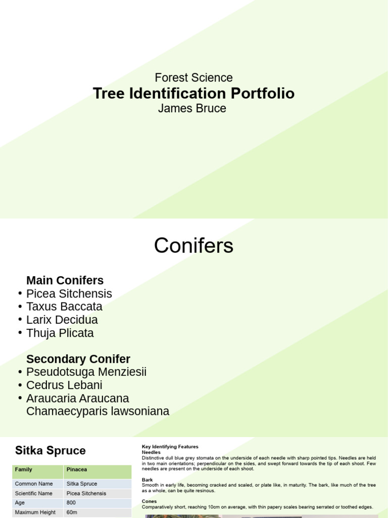 Medicinal Uses of Douglas Fir Tips | PDF | Beech | Douglas Fir