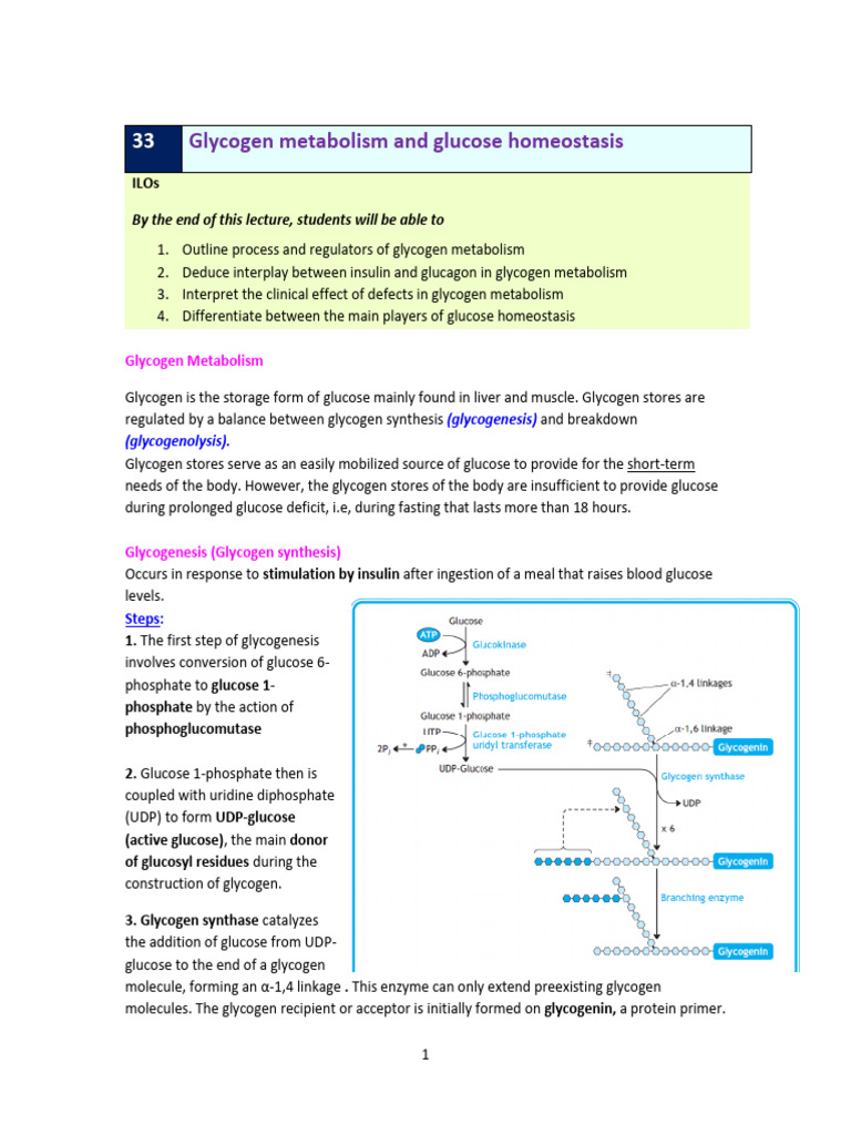 Notes - Glycogen Metabolism Glucose Homeostasis 2024 | PDF | Glycogen ...