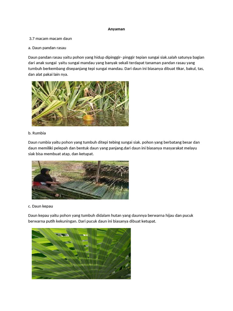 Macam-Macam Daun untuk Anyaman | PDF