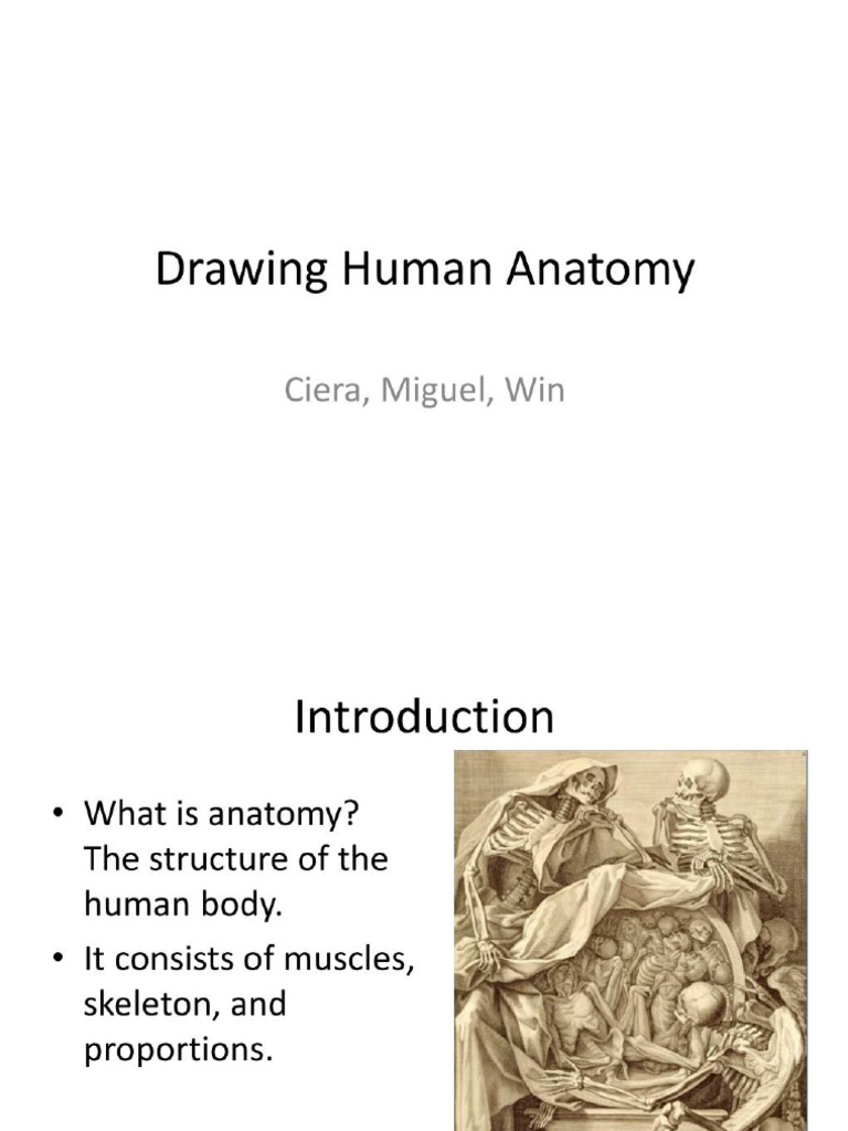 Human Scale & Proportion Drawing | PDF