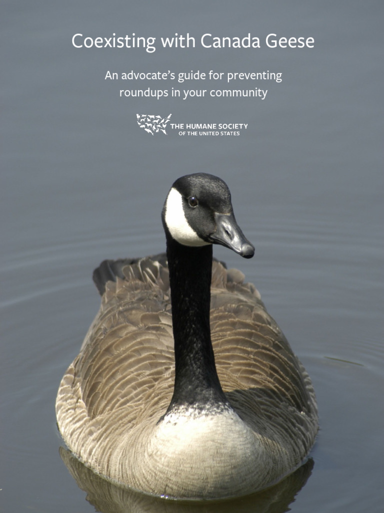 Advocate's Guide to Canada Geese Management | PDF | Birds | Goose