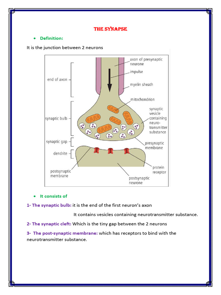 Understanding the Synapse Structure | PDF