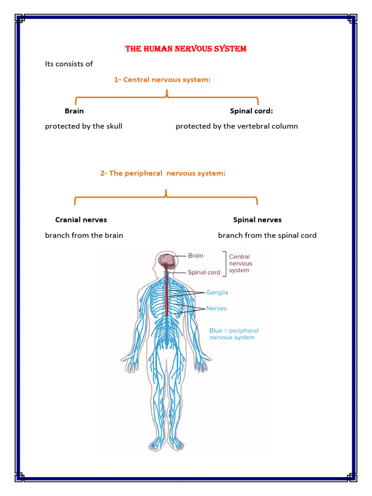 The Part of The Nervous System and The Structure of A Neuron | PDF