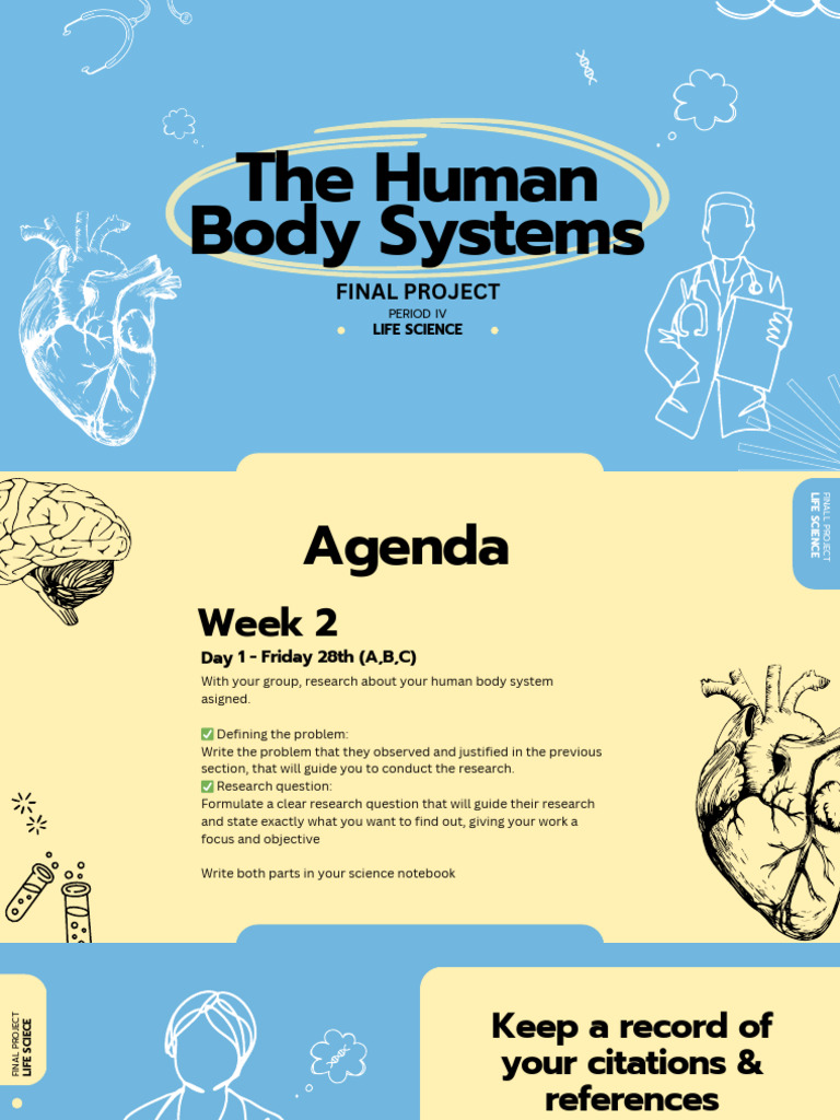 Human Body Systems Research Project | PDF