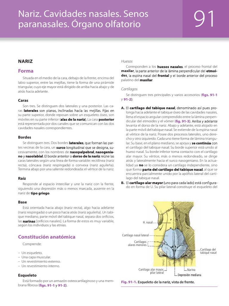 Anatomía y Estructura de la Nariz | PDF | Nariz humana | Anatomía de ...