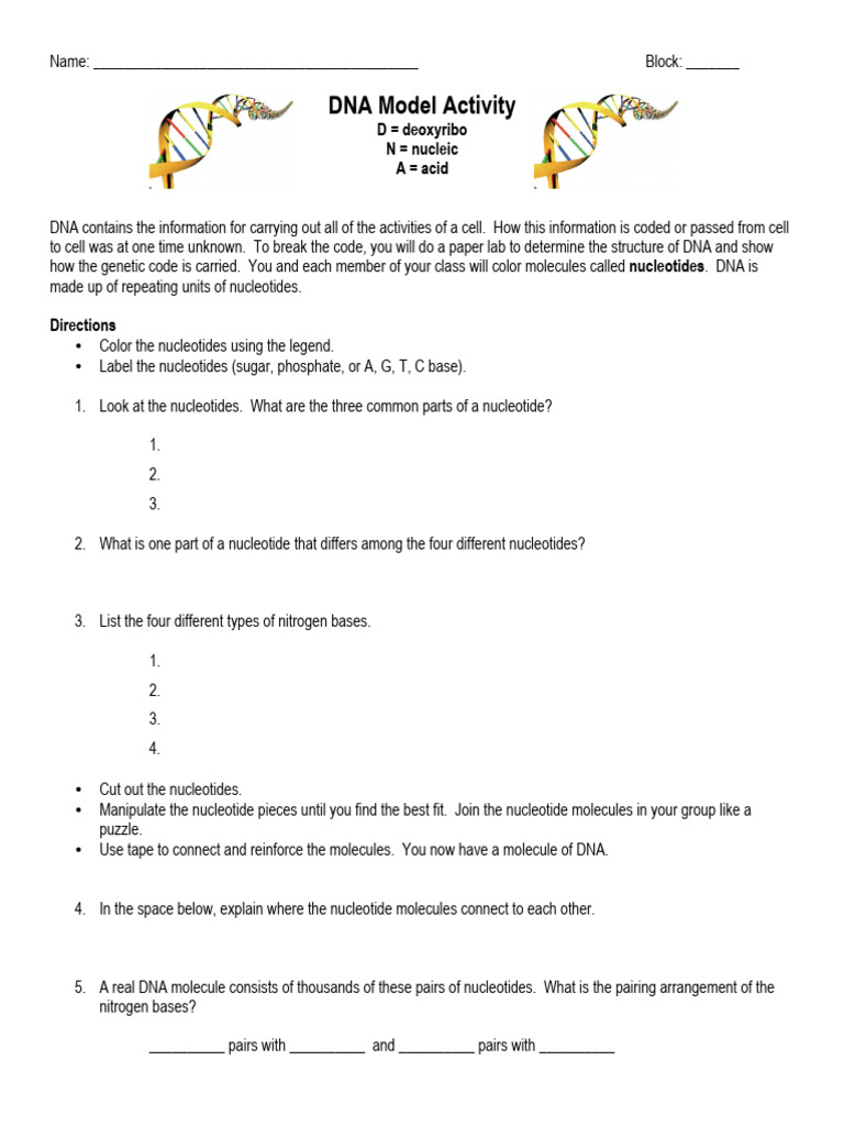 Unit 6 - DNA Model Activity | PDF | Dna | Nucleotides