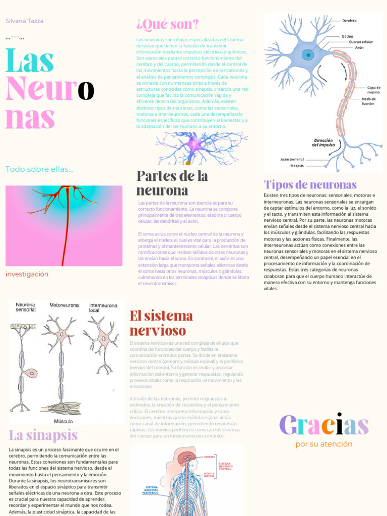 Partes y tipos de neuronas explicados | PDF | Neurona | Sistema nervioso