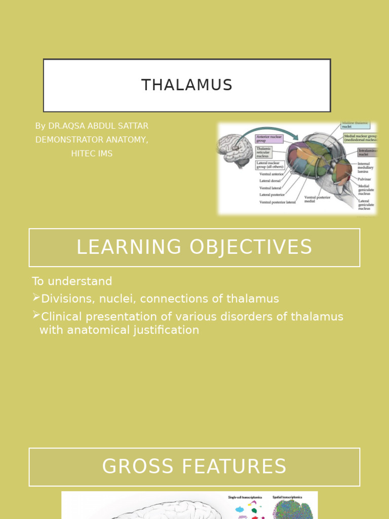 Thalamus | PDF