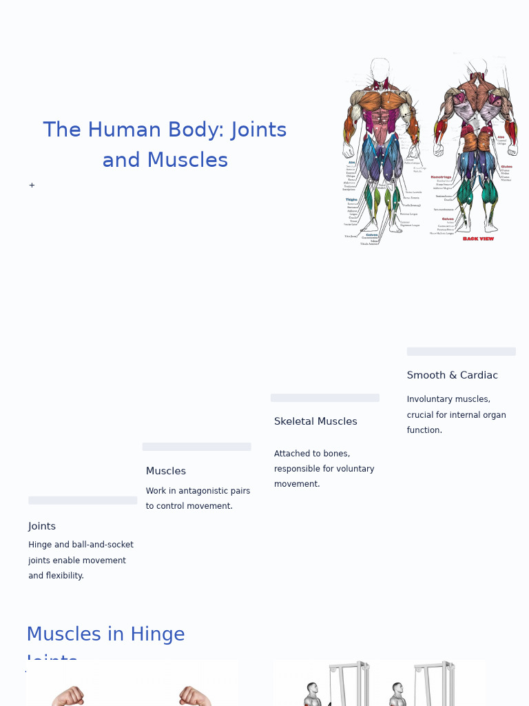 Human Body: Joints and Muscles Explained | PDF | Muscle | Arm