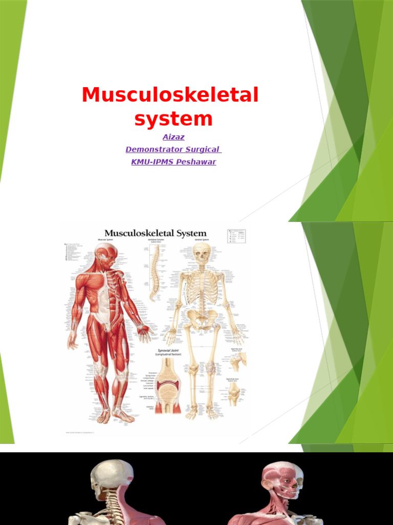 Overview of the Musculoskeletal System | PDF | Bone | Osteoblast
