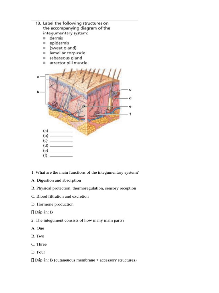Functions and Structure of the Integumentary System | PDF ...