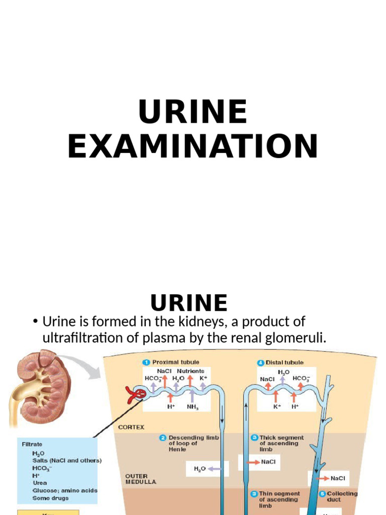 Urine Examination 1 | PDF | Urinary System | Medical Specialties