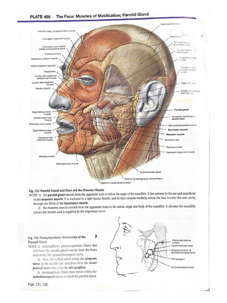 Face | PDF