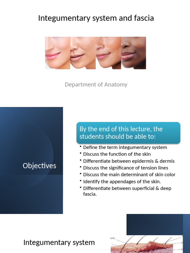 Anatomy of the Integumentary System | PDF | Skin | Integumentary System