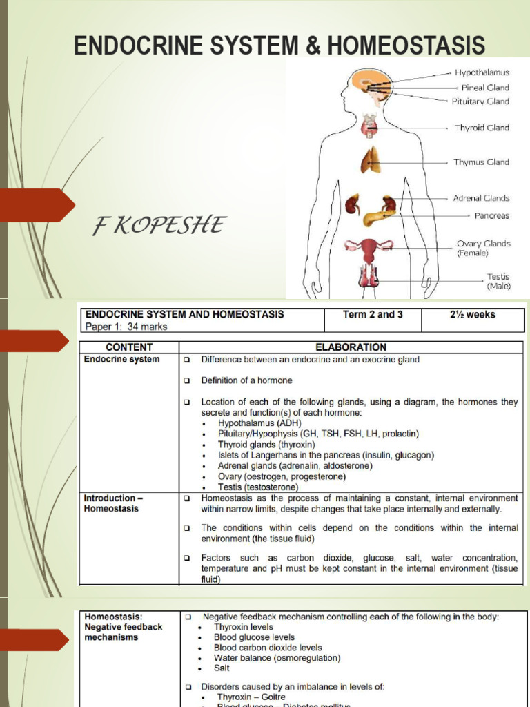 Endocrine System Overview and Functions | PDF | Endocrine System | Pancreas