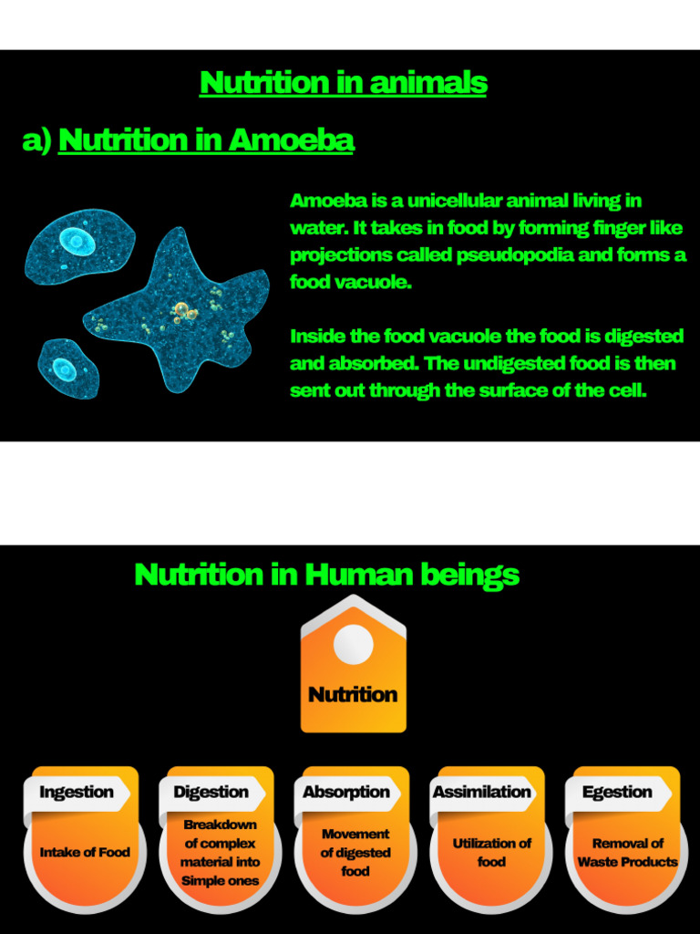 CH 5 Life Processes | PDF
