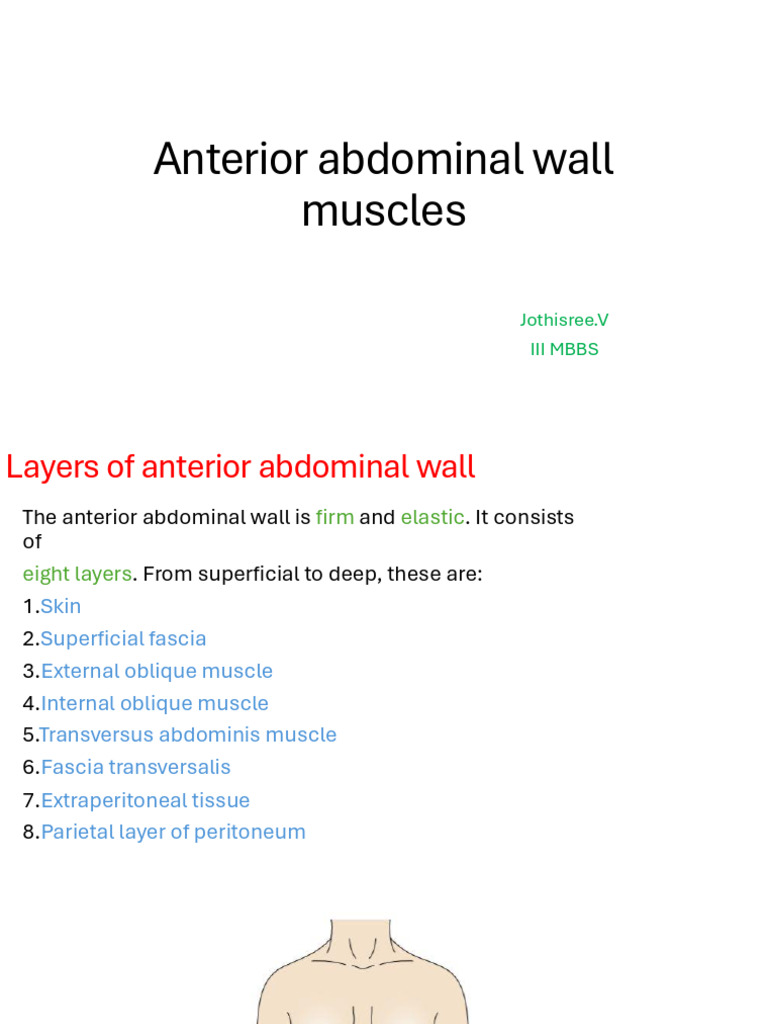 Anatomy of Anterior Abdominal Wall | PDF | Abdomen | Soft Tissue