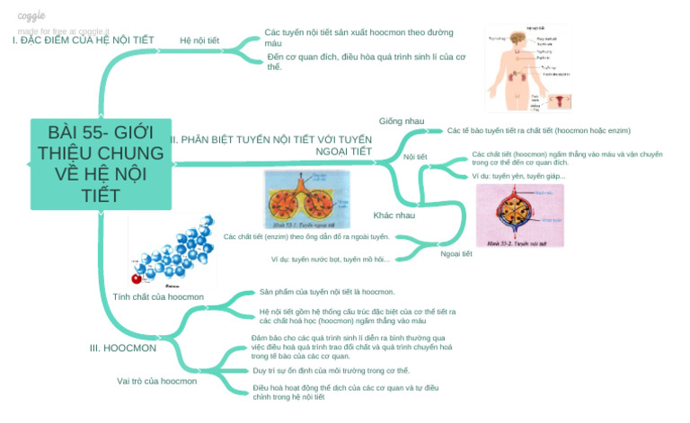 Bi 55 - Gii Thiu Chung V H Ni Tit | PDF