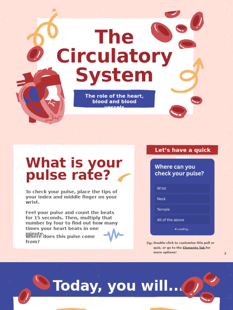 Understanding the Human Circulatory System | PDF | Blood | Heart